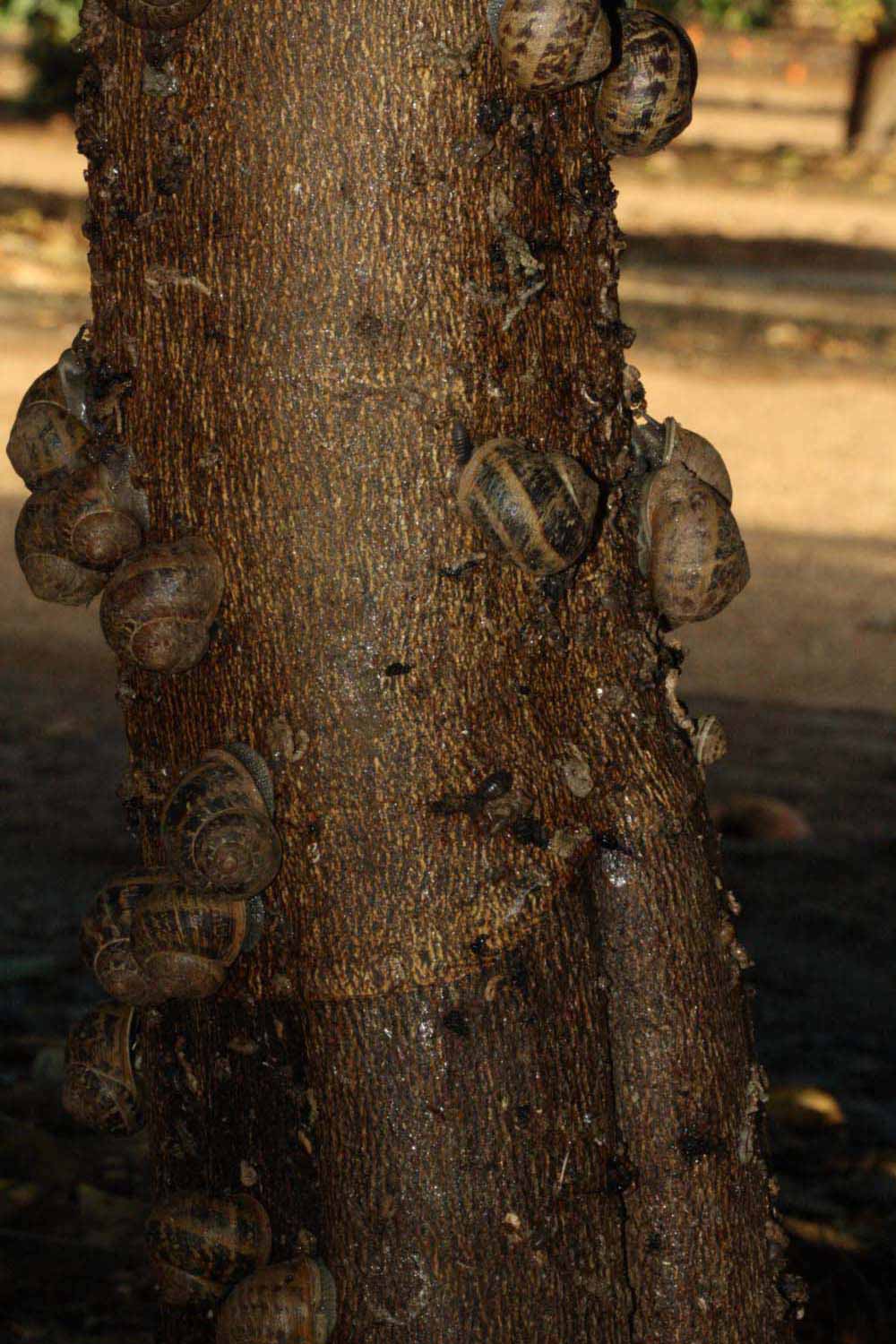            Bark (Riverside, CA)   